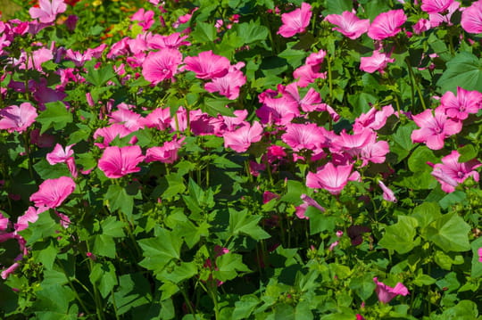 Cette plante est id&eacute;ale pour avoir un beau buisson rapidement - elle est encore en fleurs en octobre