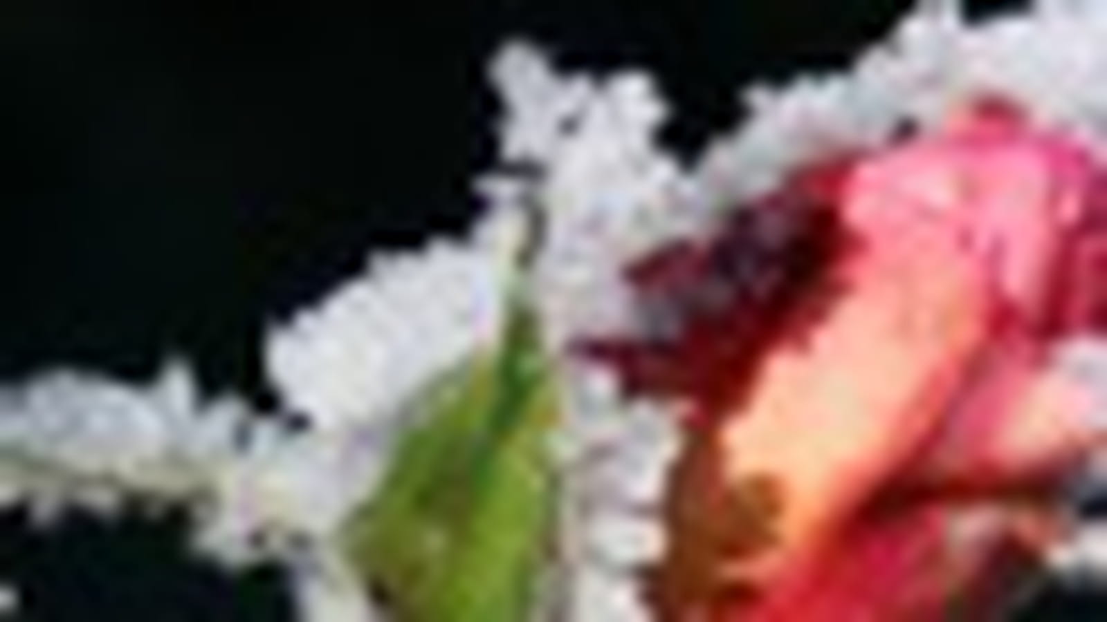 Rose de Noël