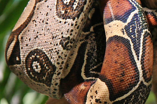 Une espèce menacée