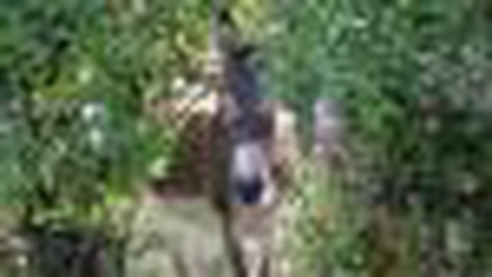 Ane de Provence