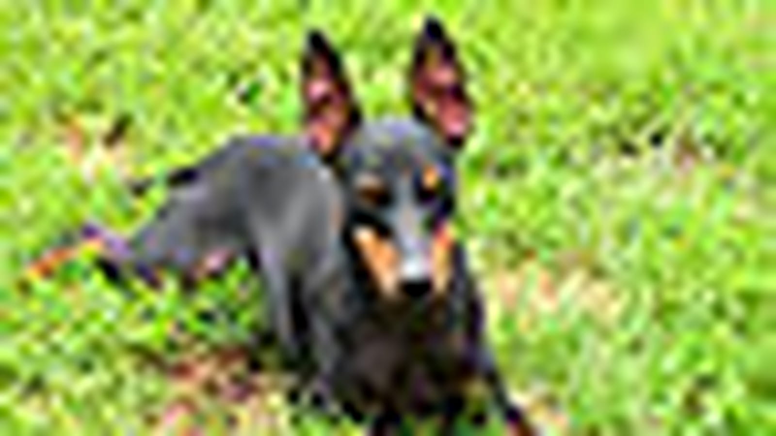 Terrier de Manchester