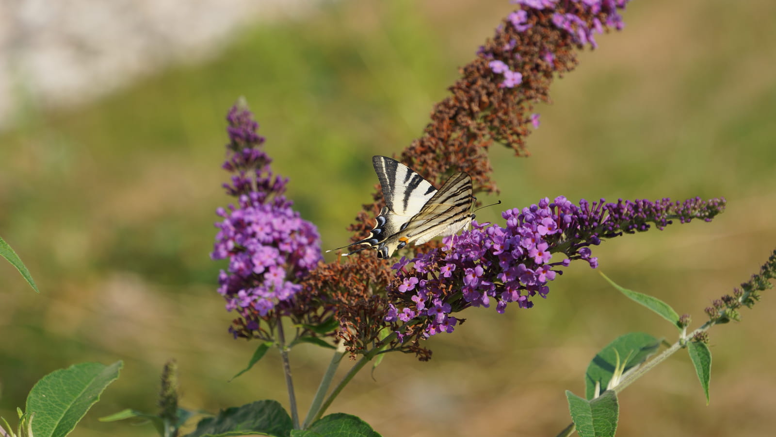 Buddleia