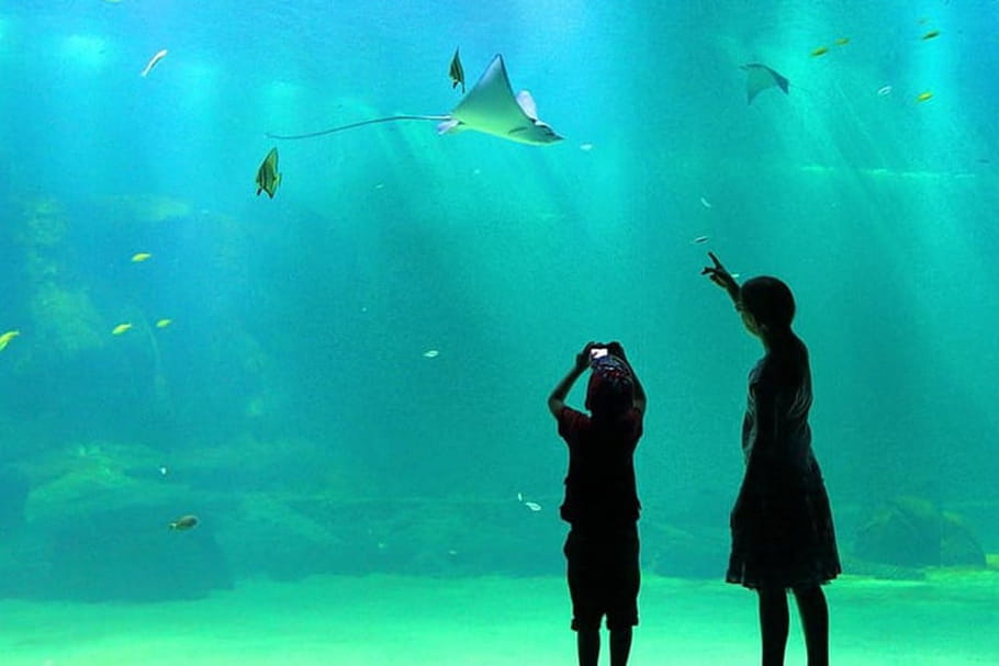 Nausicaa : le plus grand aquarium d'Europe !
