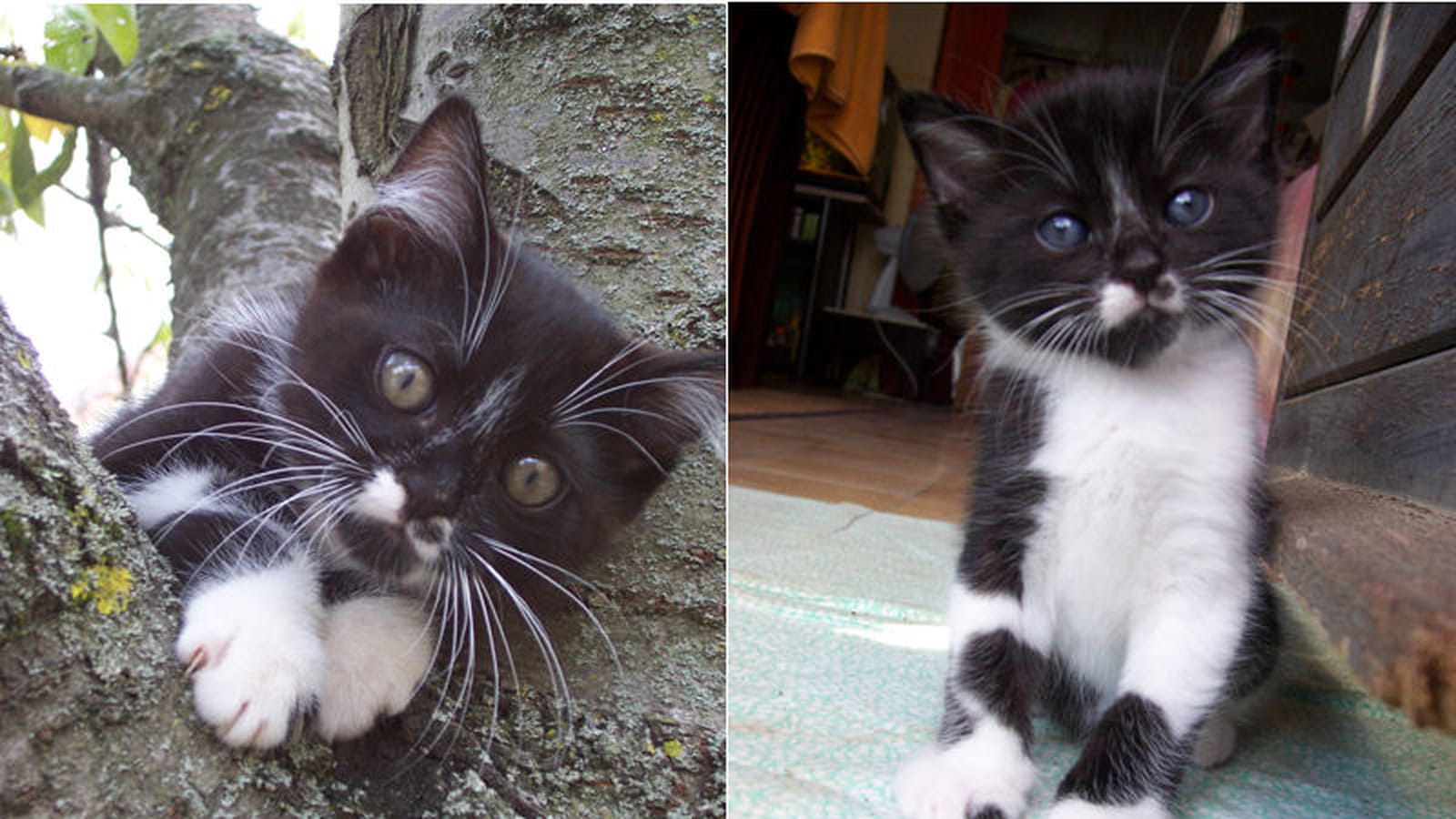 Tizorro l'infatigable