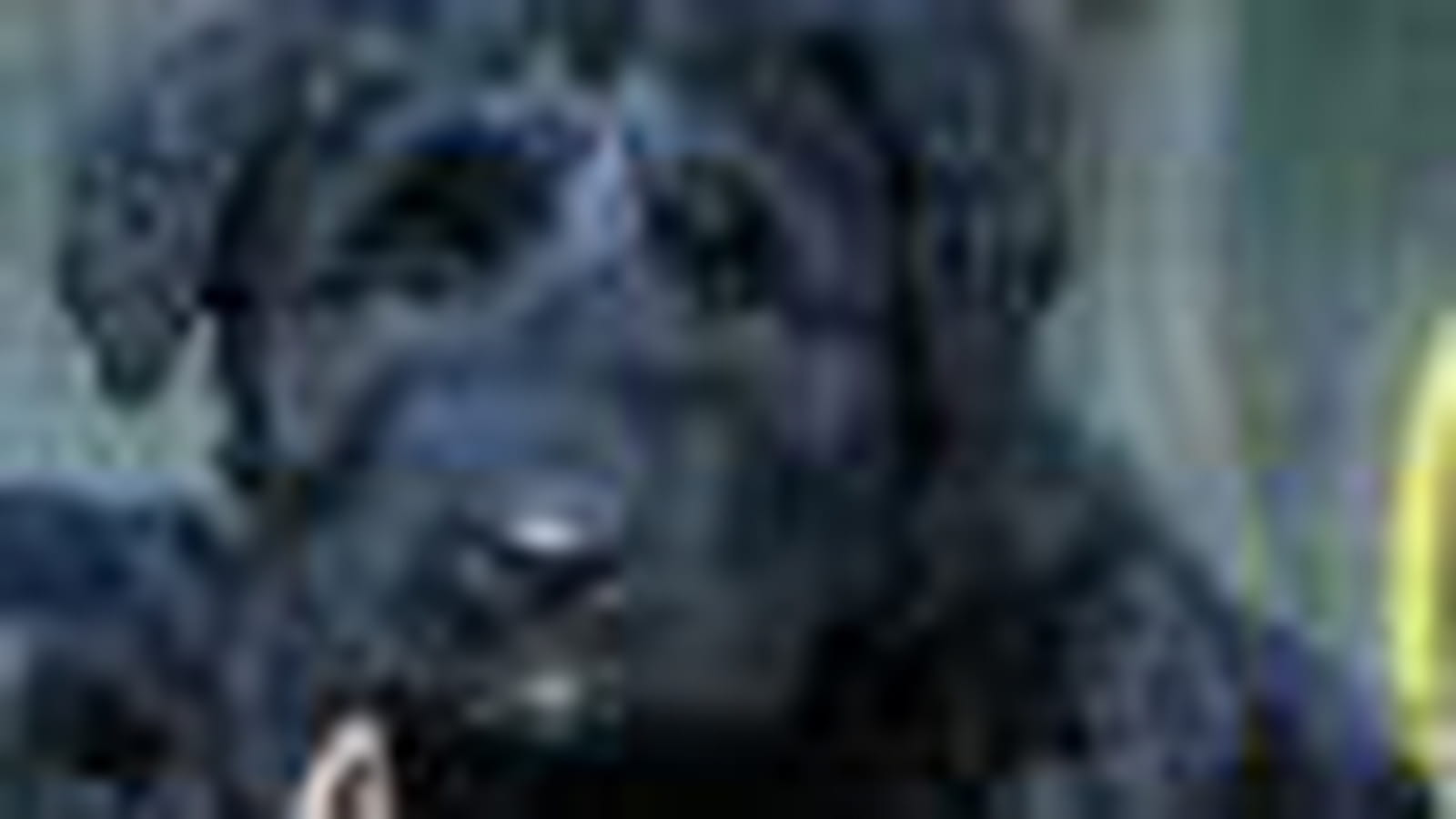 Le bouvier des Flandres