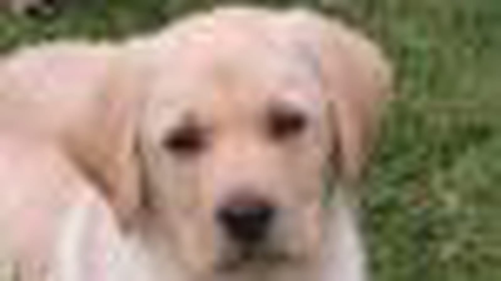 Labrador