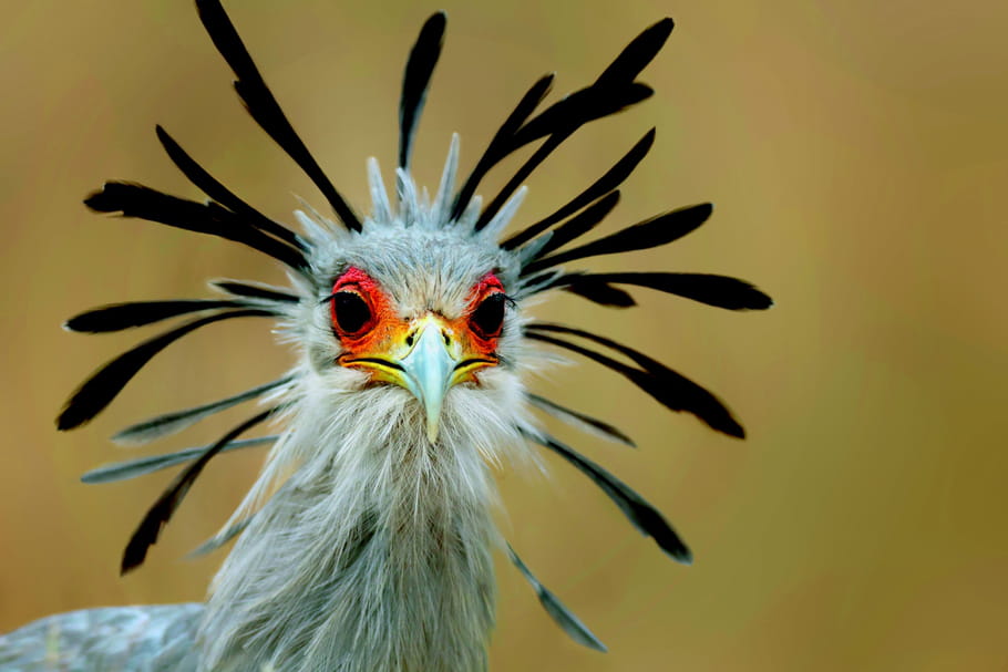Le Parc des oiseaux : pour mieux comprendre les oiseaux