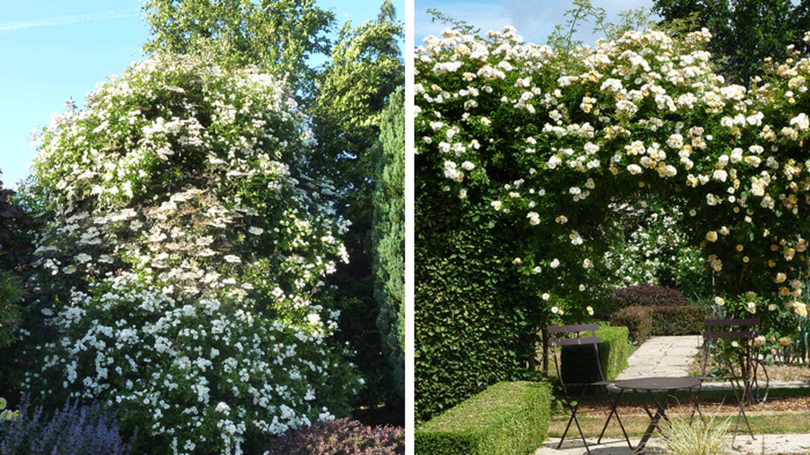 Fleurs blanches