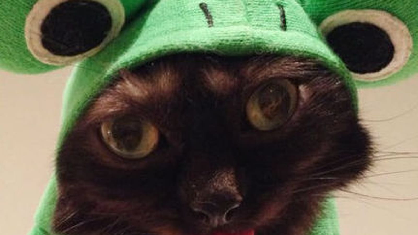 Mr Magoo le chat