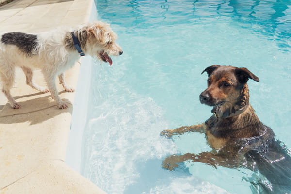 hotel-cinq-etoiles-chien-piscine