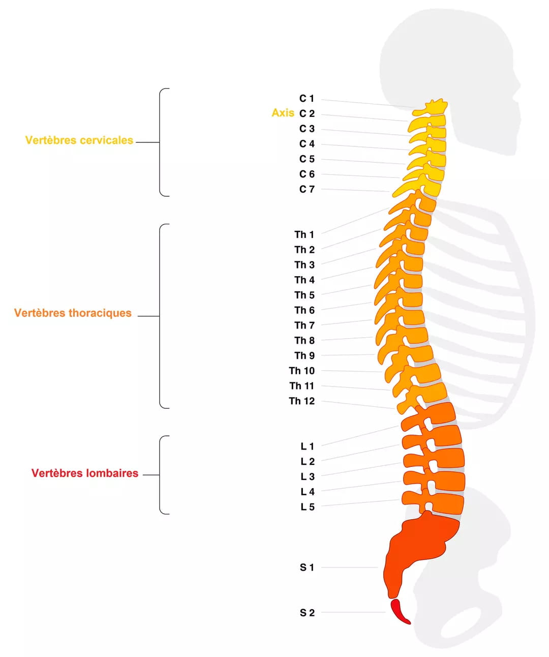 Anatomie Humaine Lombaire Rachis Sch mas Anatomie Normale HSIWA Anatomie Humaine Lombaire Rachis Sch mas Anatomie Normale HSIWA