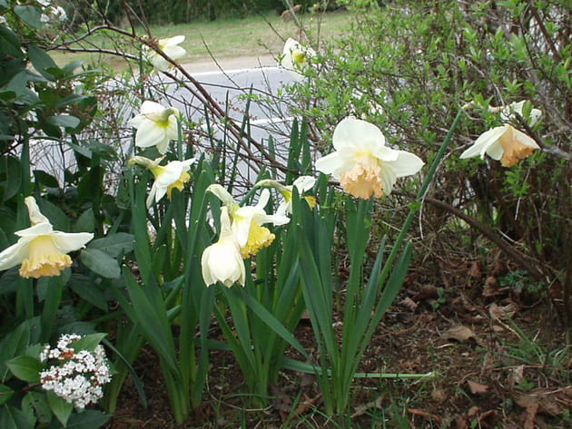 Les bulbes de printemps