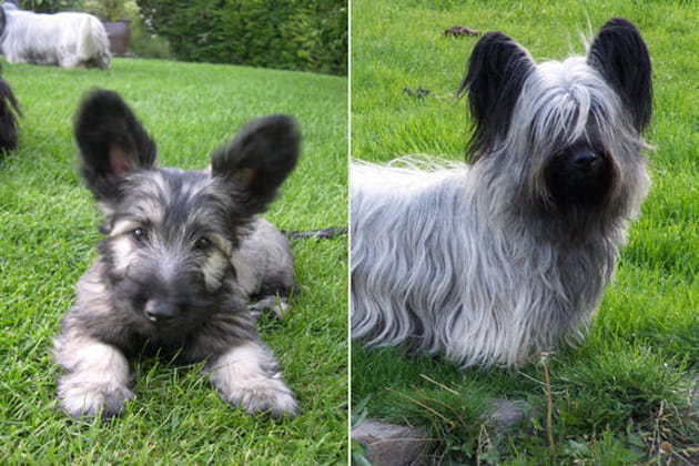 Le Skye terrier