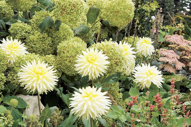Le dahlia blanc met de l'ordre