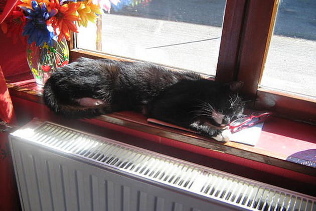 Quel coquin ce Minou&nbsp;!