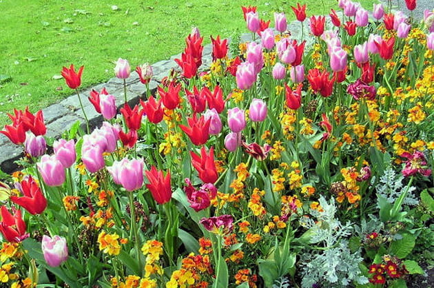 Tulipes irlandaises