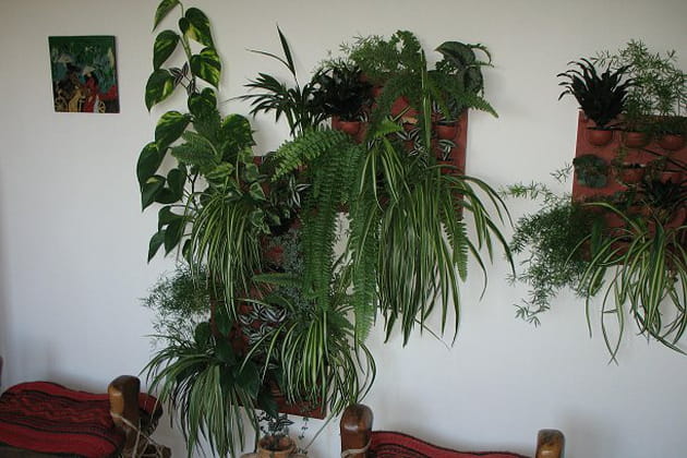 Esprit jungle verdoyante