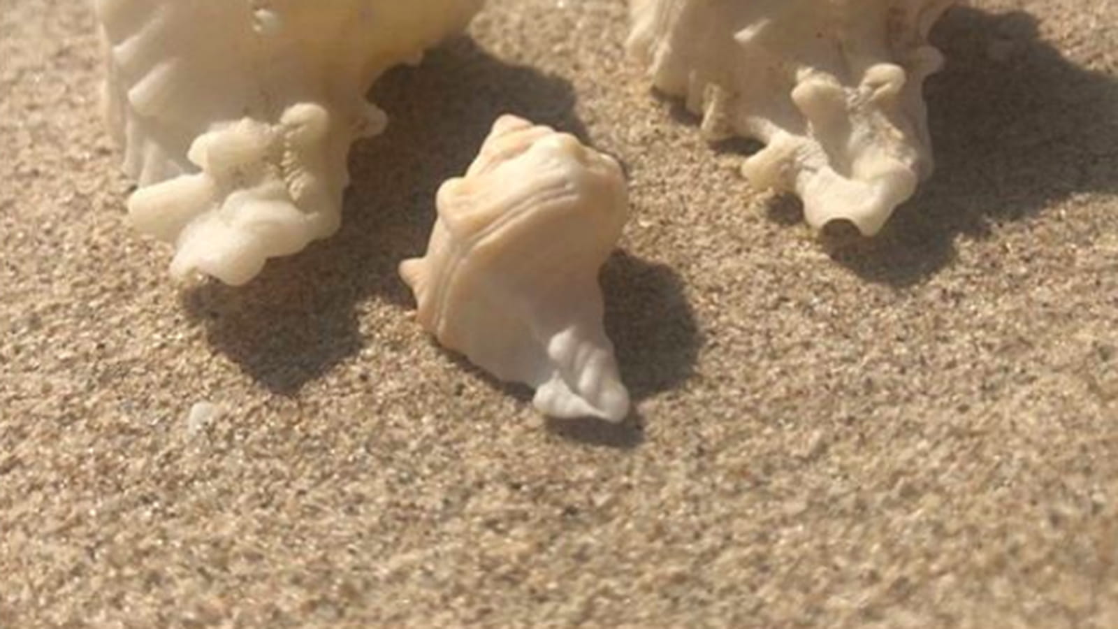 Des coquillages