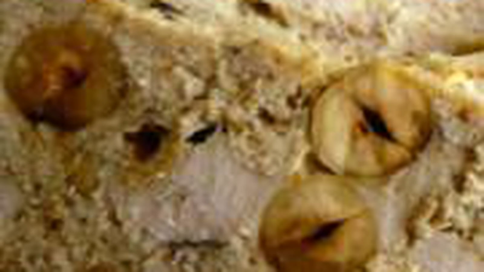 Terrine de poulet