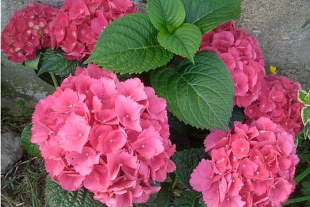 Des hortensias bien roses