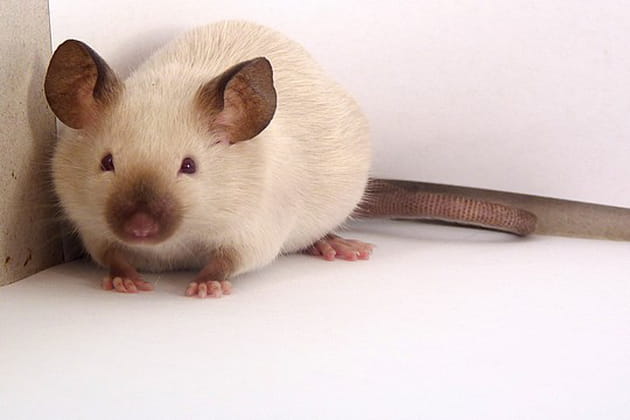 Ses particularités physiques