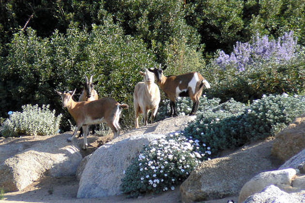 Quelques pensionnaires
