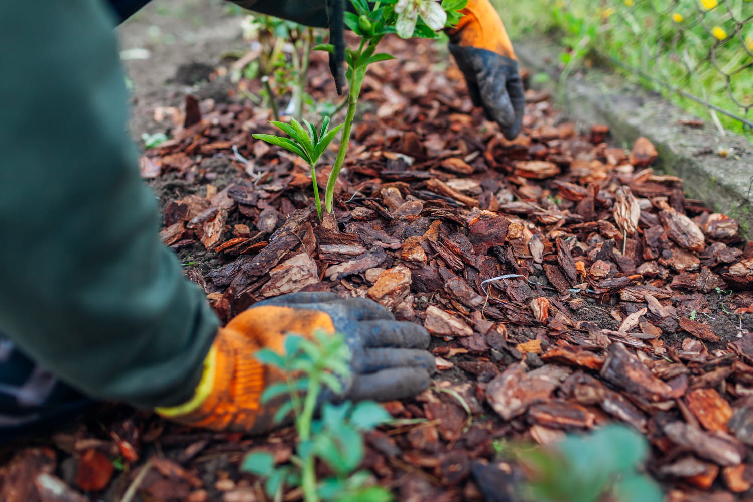 Le paillage gratuit que les jardiniers malins utilisent en été pour éviter d'arroser