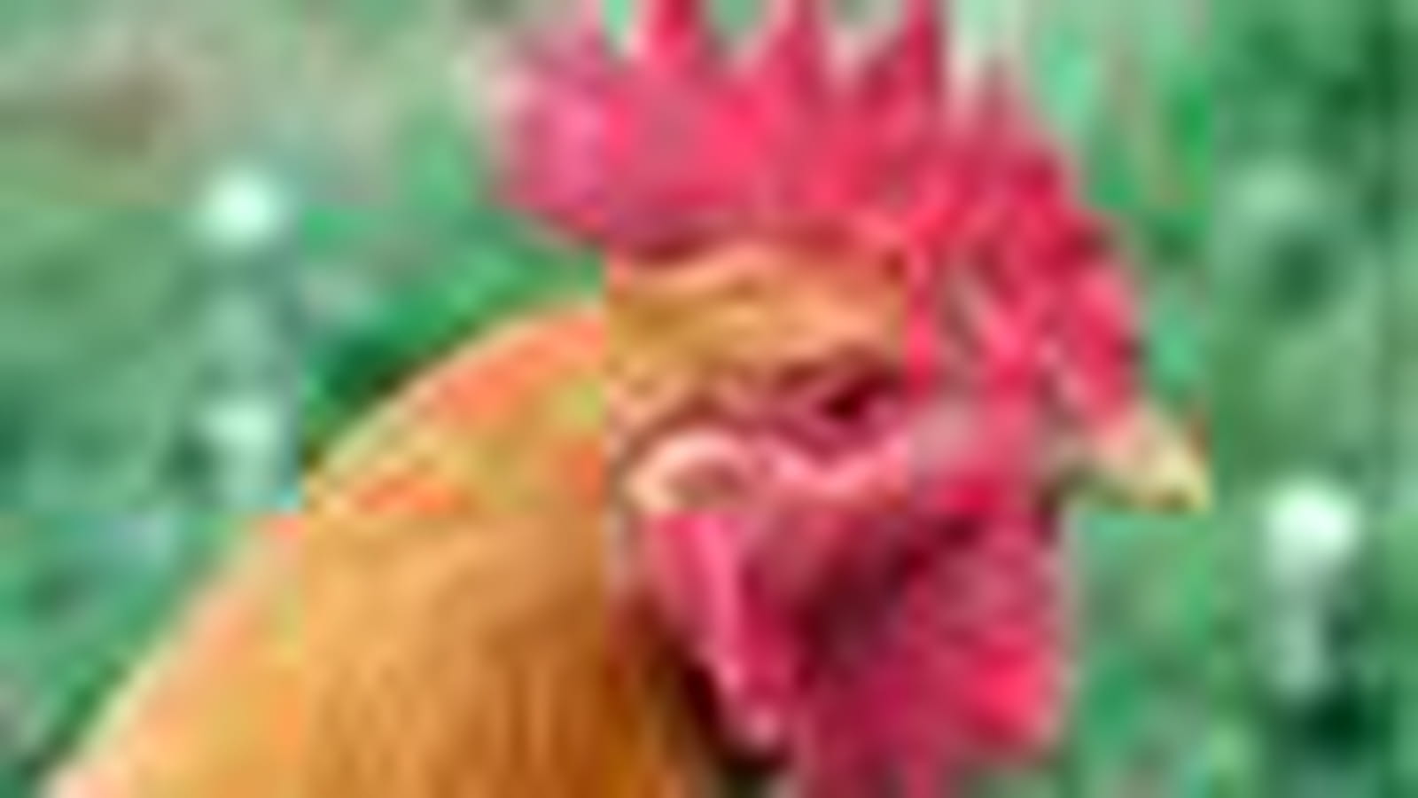Le coq
