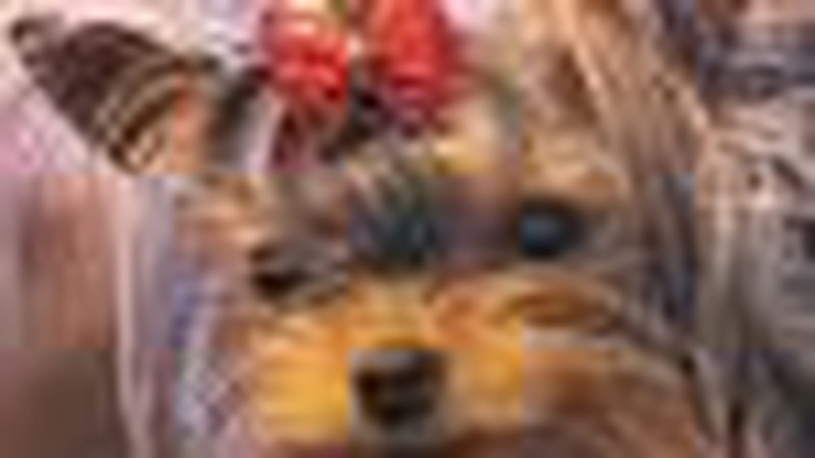 Yorkshire Terrier