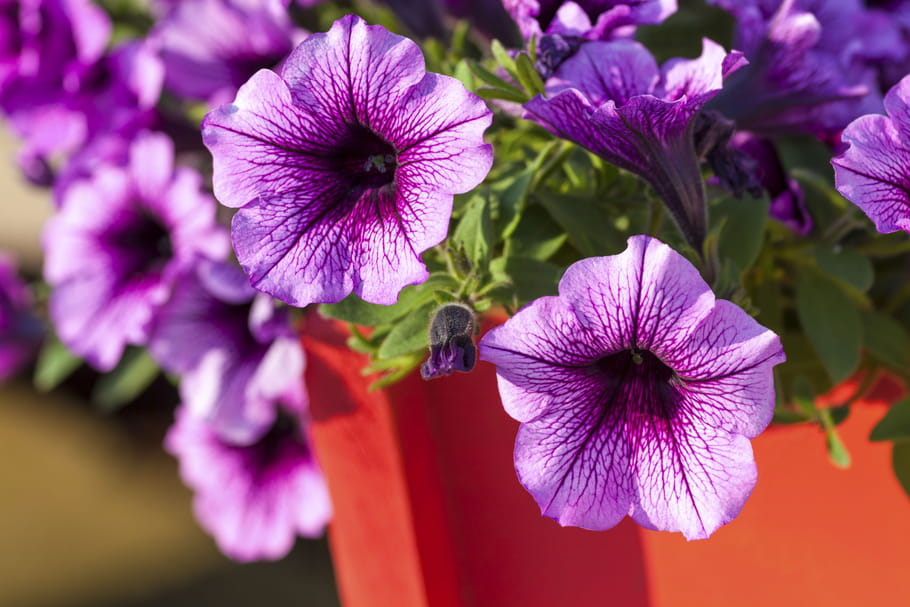 Pétunia
