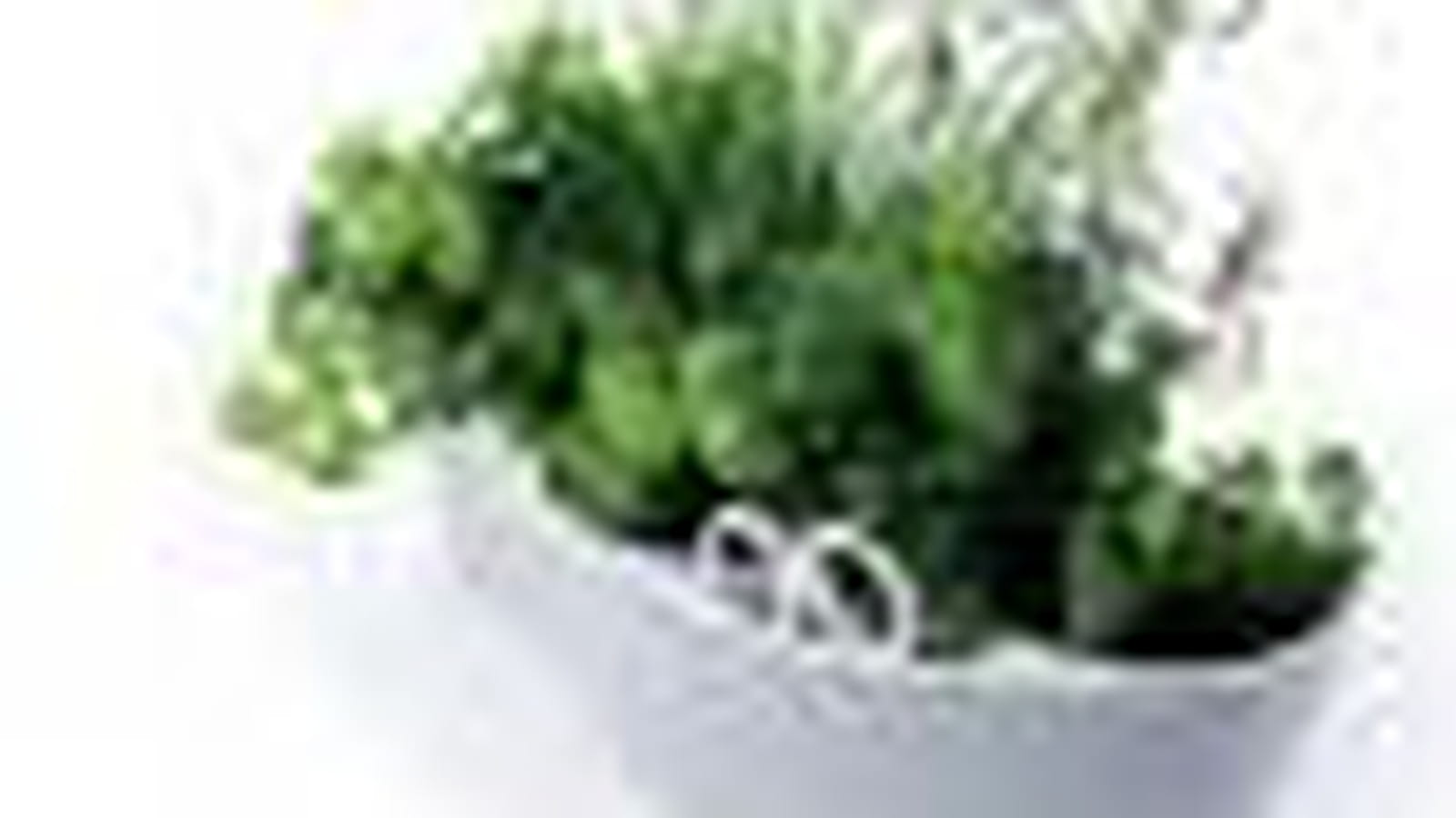 Herb Garden