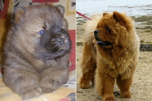 Le Chow Chow