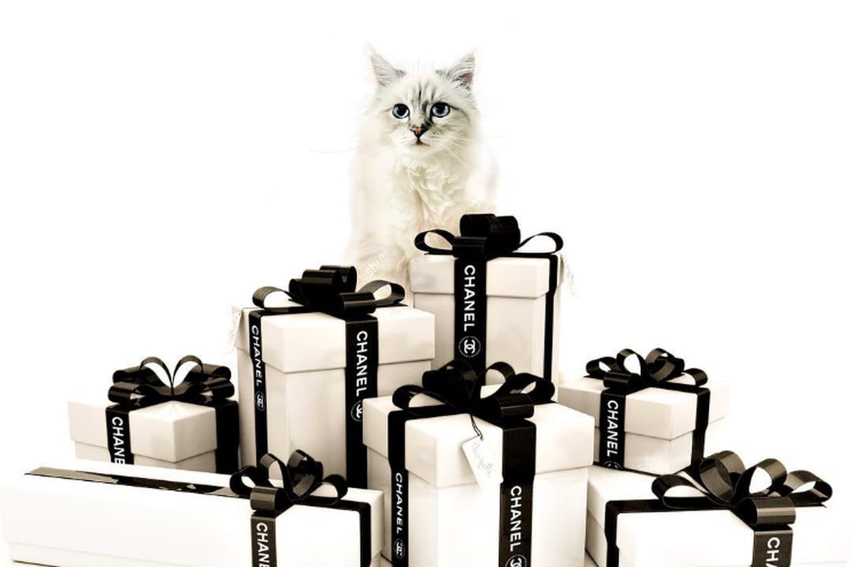 Un Joyeux Anniversaire Chat Nel A Choupette