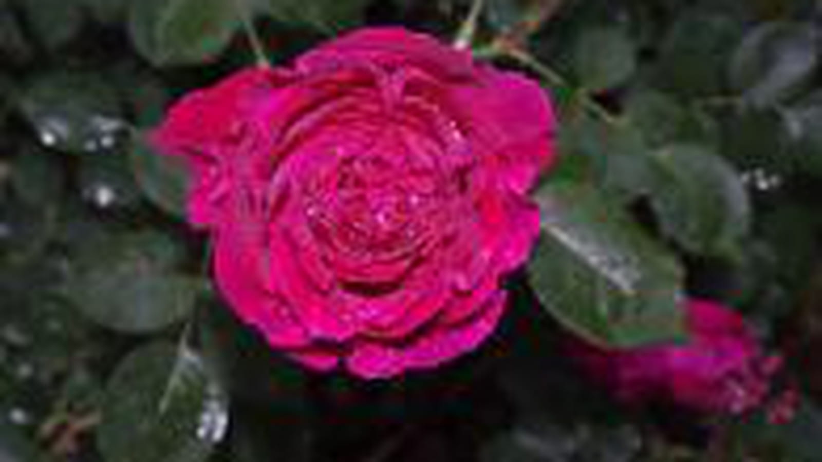 Rosier Falstaff