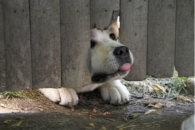 Un chien à fort caractère