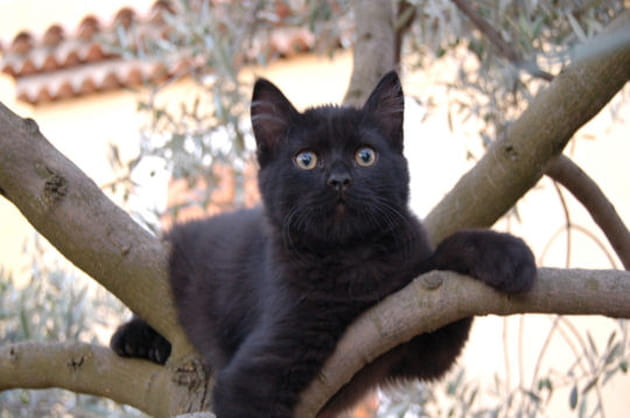 Réglisse dans l'olivier