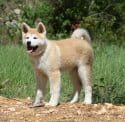 akita inu