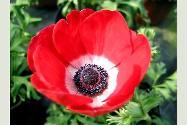 La populaire anémone