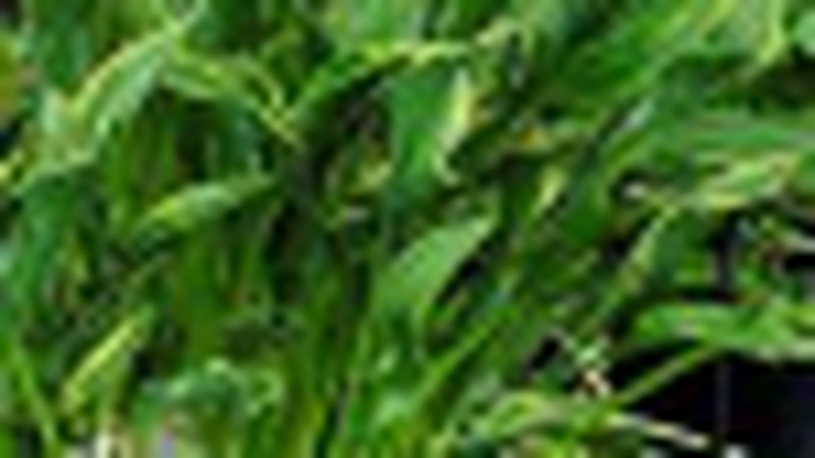 Hosta