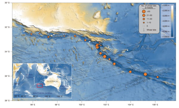 Carte de la nécropole de baleines. Les cercles orange indiquent les sites de plongée où des fossiles ou des carcasses de baleines ont été observés