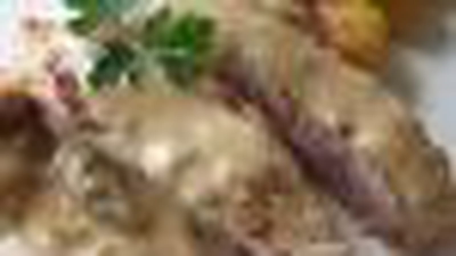 Côtes de veau 
