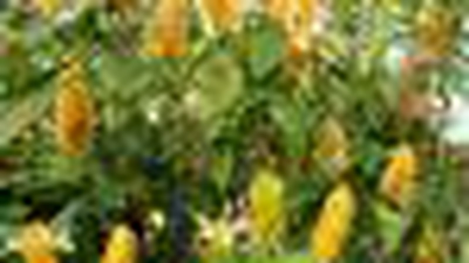 Pachystachys lutea