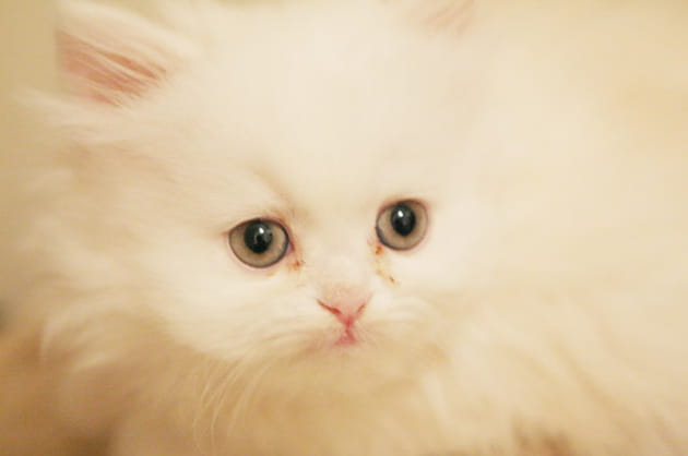 Douceur f&eacute;line