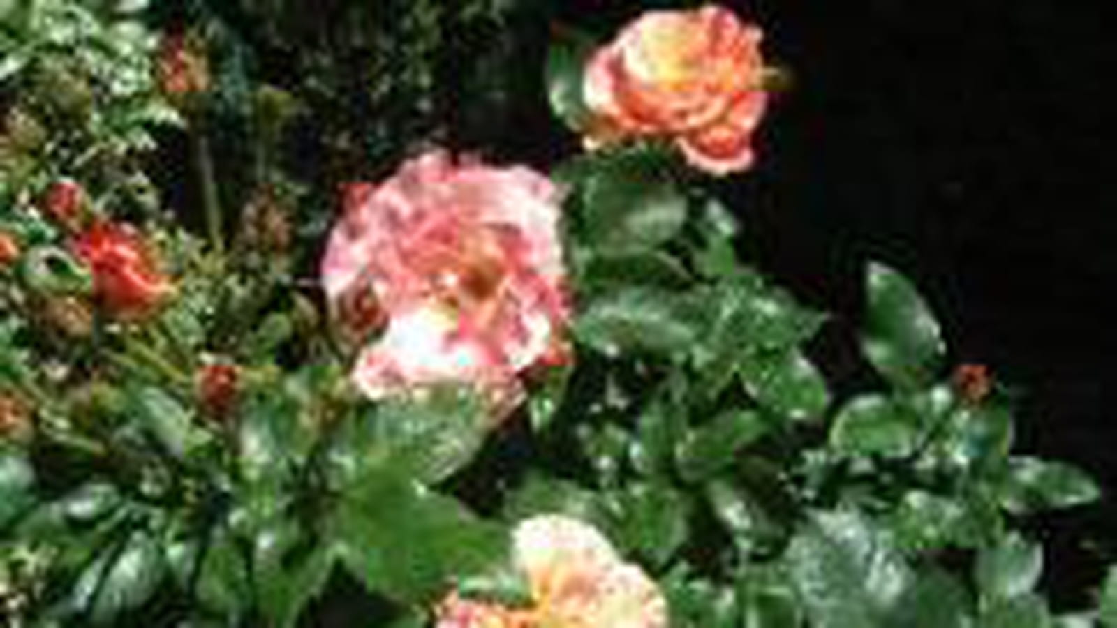Roses panachées