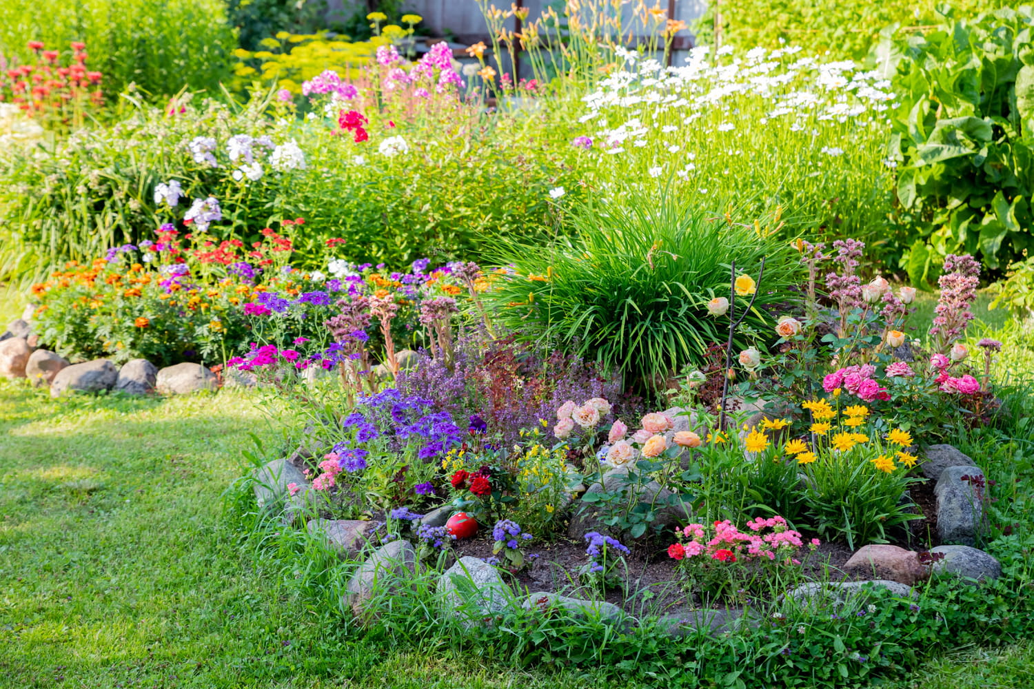 Semée maintenant, cette plante donne des fleurs sans interruption jusqu'à septembre