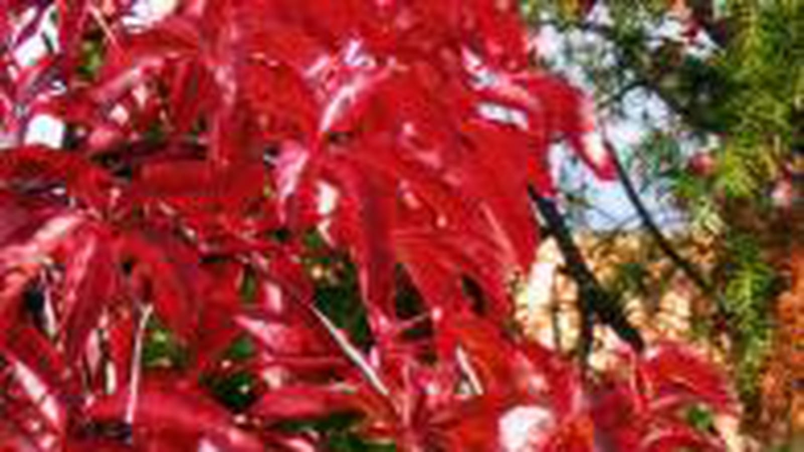 Feuilles pourpres