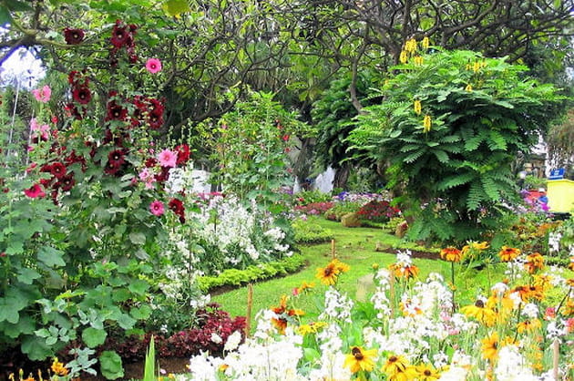 Roses trémières à Madère