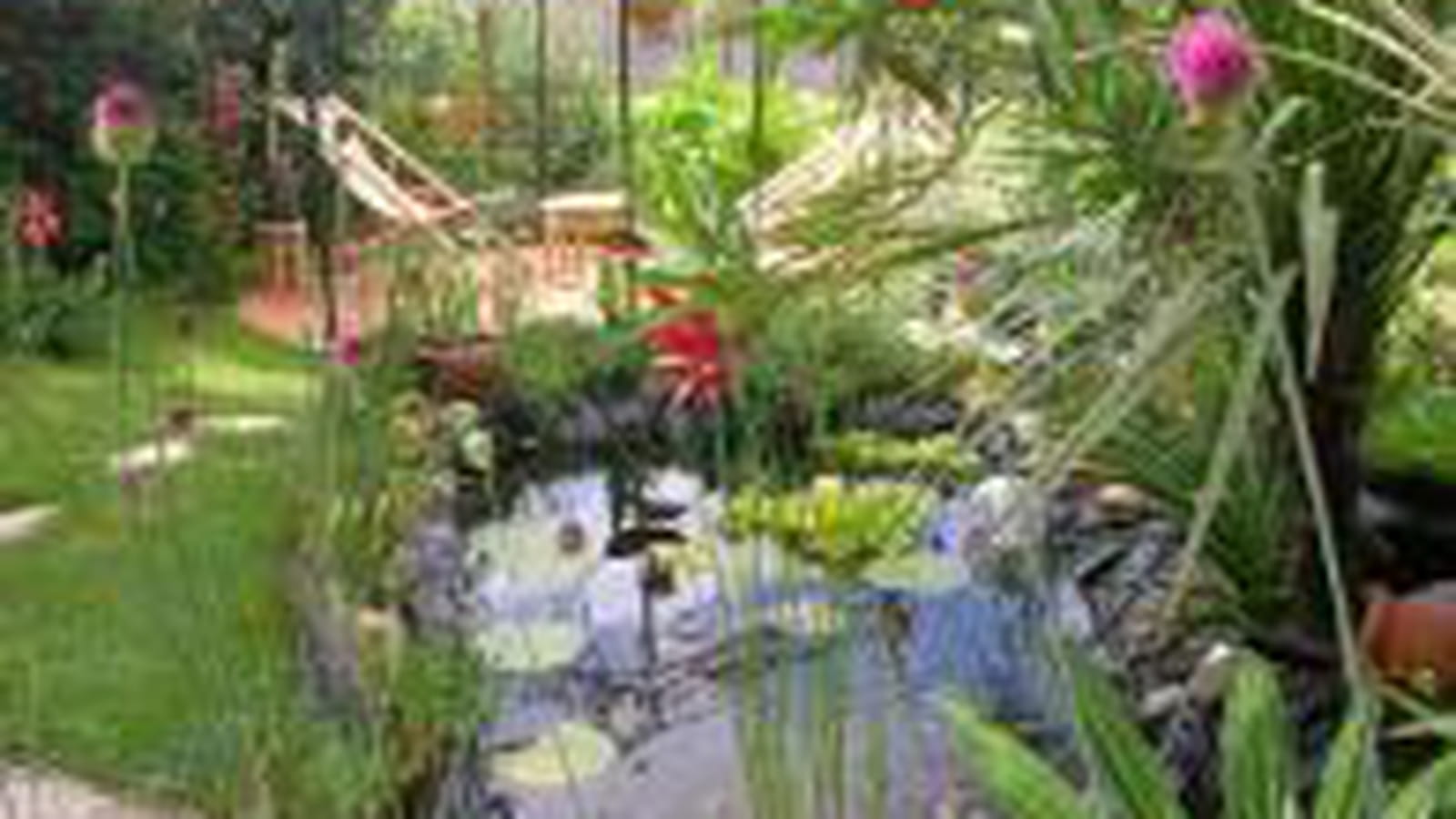Oasis