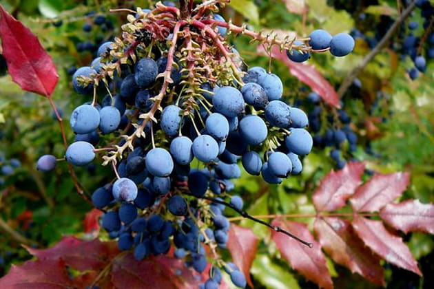 Non, ce n'est pas du raisin
