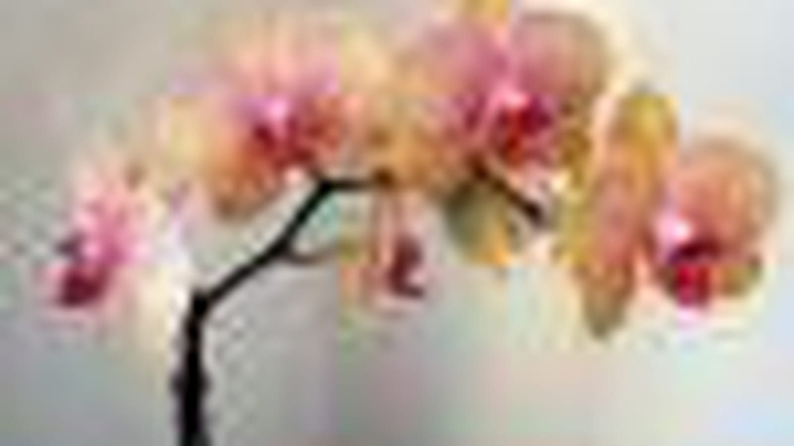Orchidée